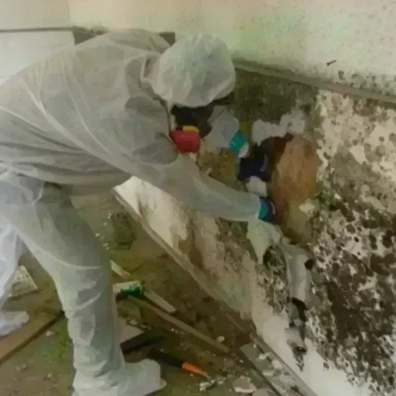 Mold Remediation and Removal in Naples, TX